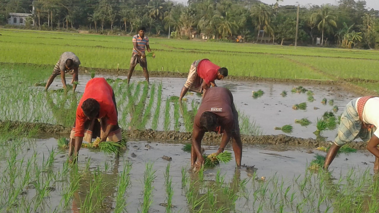 ইরি ধান আবাদে আশাশুনির কৃষকদের ব্যস্ত সময়