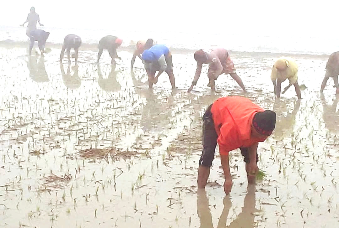 হাকিমপুরে বোরো ধান চাষে কৃষকরা অতিরিক্ত খরচের মুখে