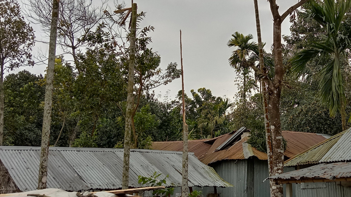 ভূরুঙ্গামারীতে বৃষ্টি বাতাস আর শীতে বিপর্যস্ত জনজীবন