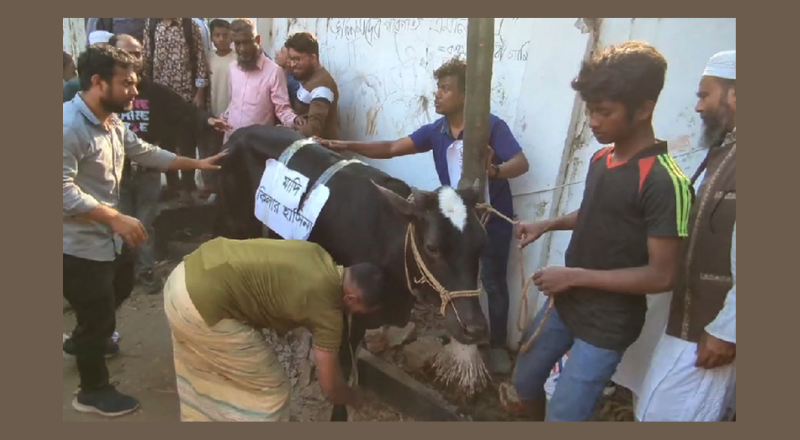 ধানমণ্ডি ৩২-এ গরু এনে যে বার্তা দিতে চান জনতা