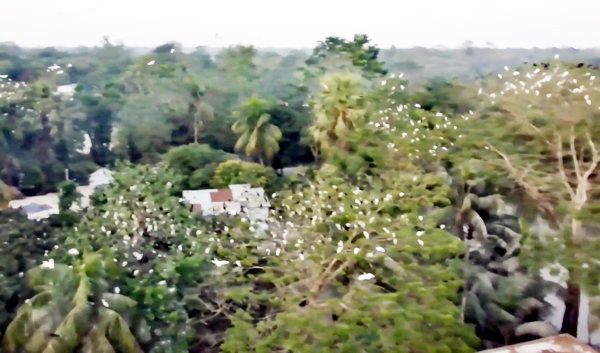 নোয়াখালীর এক বাড়িতেই শত বছর বিচরণ করছে রহস্য পাখি !