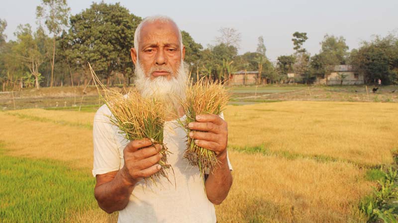 ধামইরহাটে ১৮ বিঘা জমির বীজতলা নষ্টের অভিযোগ