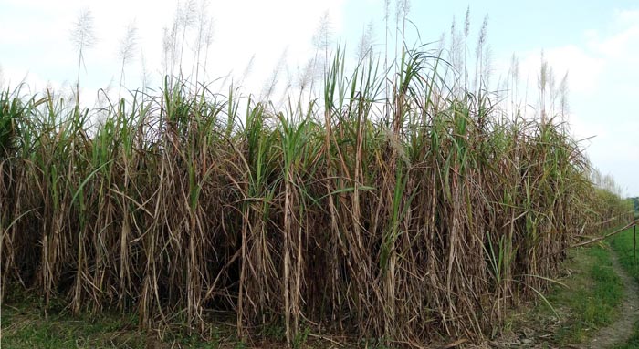 লালপুরে আখ মাড়াই করছে অবৈধ পাওয়ার ক্রাশার !