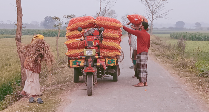 মেহেরপুরে বাজার মূল্য পাচ্ছেনা টমেটো চাষিরা