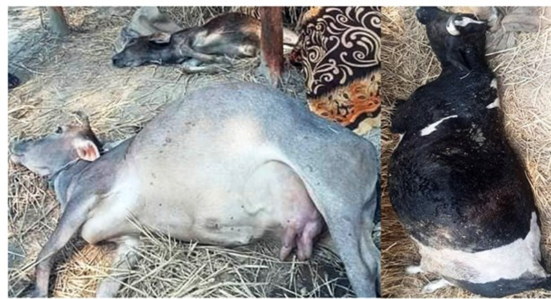 বরিশালে পাঁচটি গরুর রহস্যজনক মৃত্যু