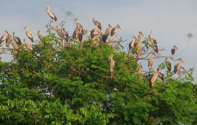 অস্তিত্ব সংকটে অতিথি পাখি শামখোল অভয়ারণ্য ধ্বংসের চেষ্টা!