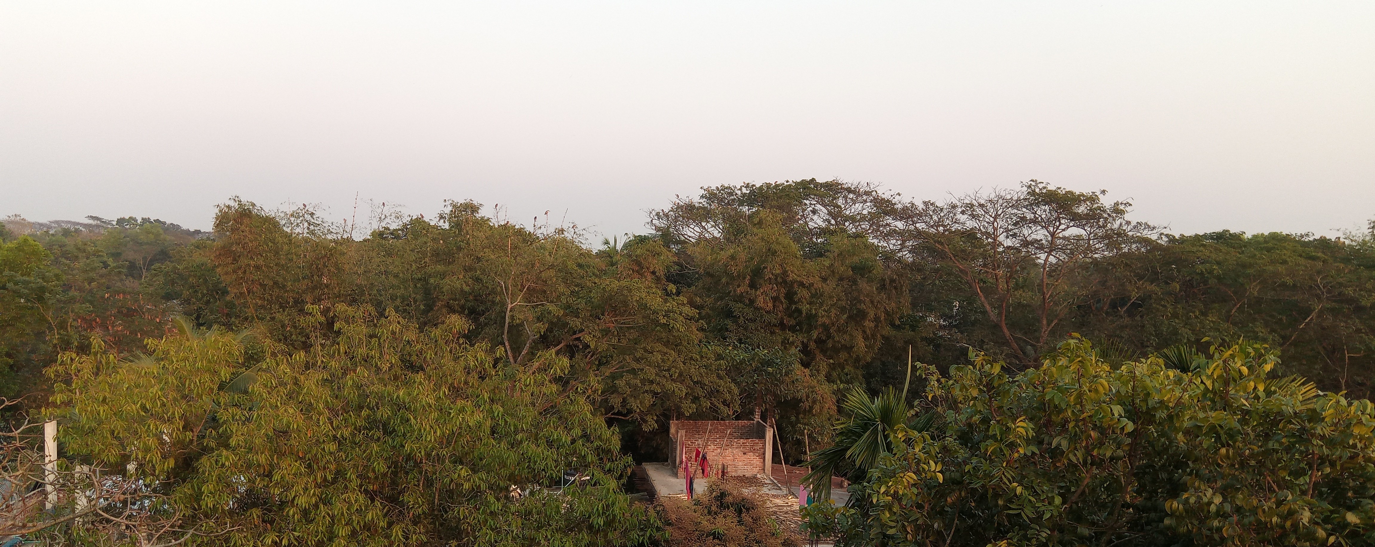 সরাইলে বাড়ির গাছে গাছে আমের মুকুল ছড়াচ্ছে