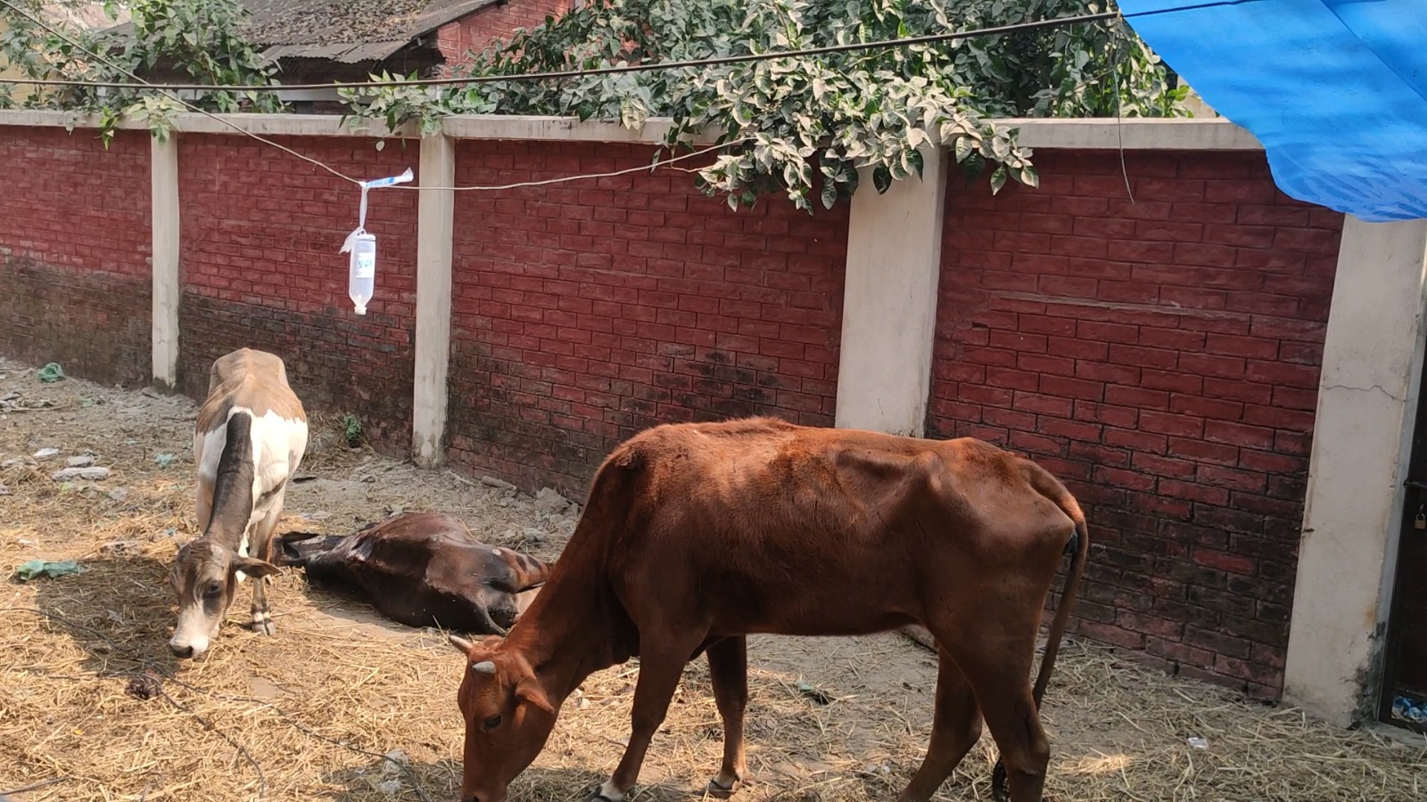 ঠাকুরগাঁওয়ে পুলিশের অবহেলায় গরু মারা, ক্ষতিপূরণ দাবি মালিকদের