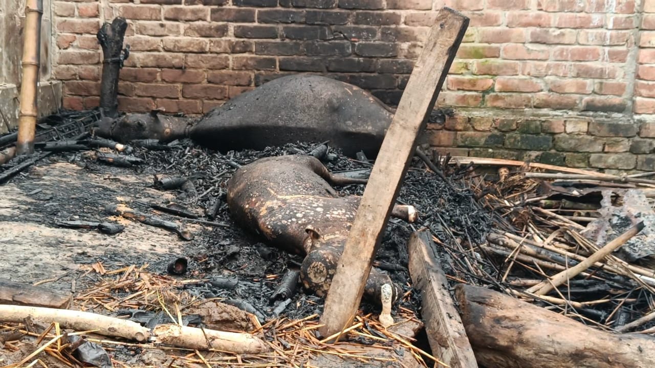 কয়েলের আগুনে গোয়ালঘর পুড়ে ছাই, তিনটি গরু নিহত