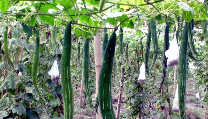 মেঘনার চরে চিচিঙ্গার ভালো ফলন