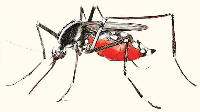 আশাশুনি বাসি মশার যন্ত্রণায় অতিষ্ঠ ,অসুস্থ হয়ে পড়ছে শিশু