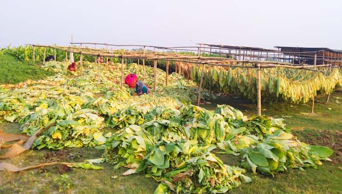 যমুনার বালুচরে বাড়ছে তামাকের আবাদ