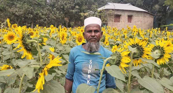 শ্রীমঙ্গলে সূর্যমুখী চাষে নতুন সম্ভাবনা, লাভের স্বপ্ন কৃষকের