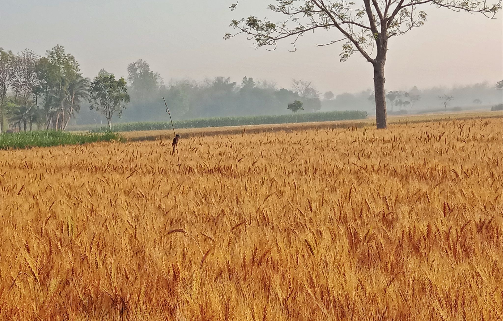 মেহেরপুরে লক্ষ্যমাত্রার অধিক ব্লাস্ট প্রতিরোধী গম চাষ