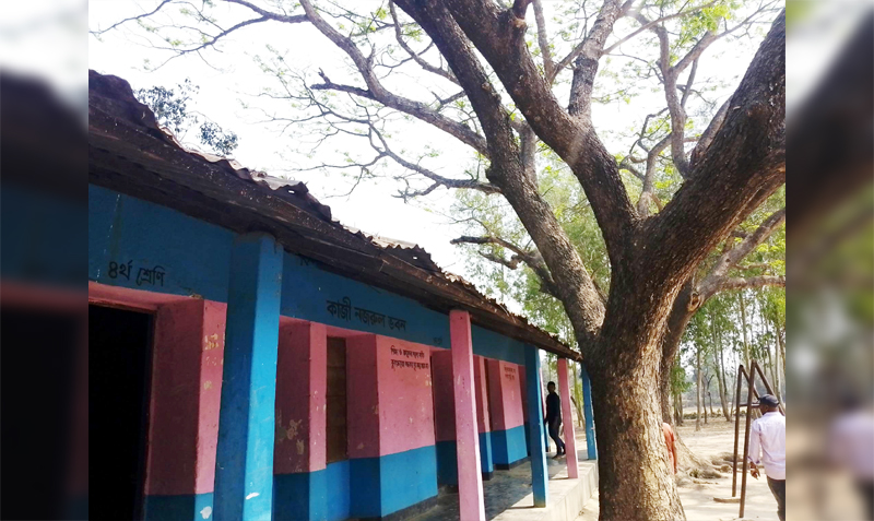 রায়গঞ্জে স্কুল মাঠে গাছ; ঝুঁকিতে শিক্ষার্থীরা!