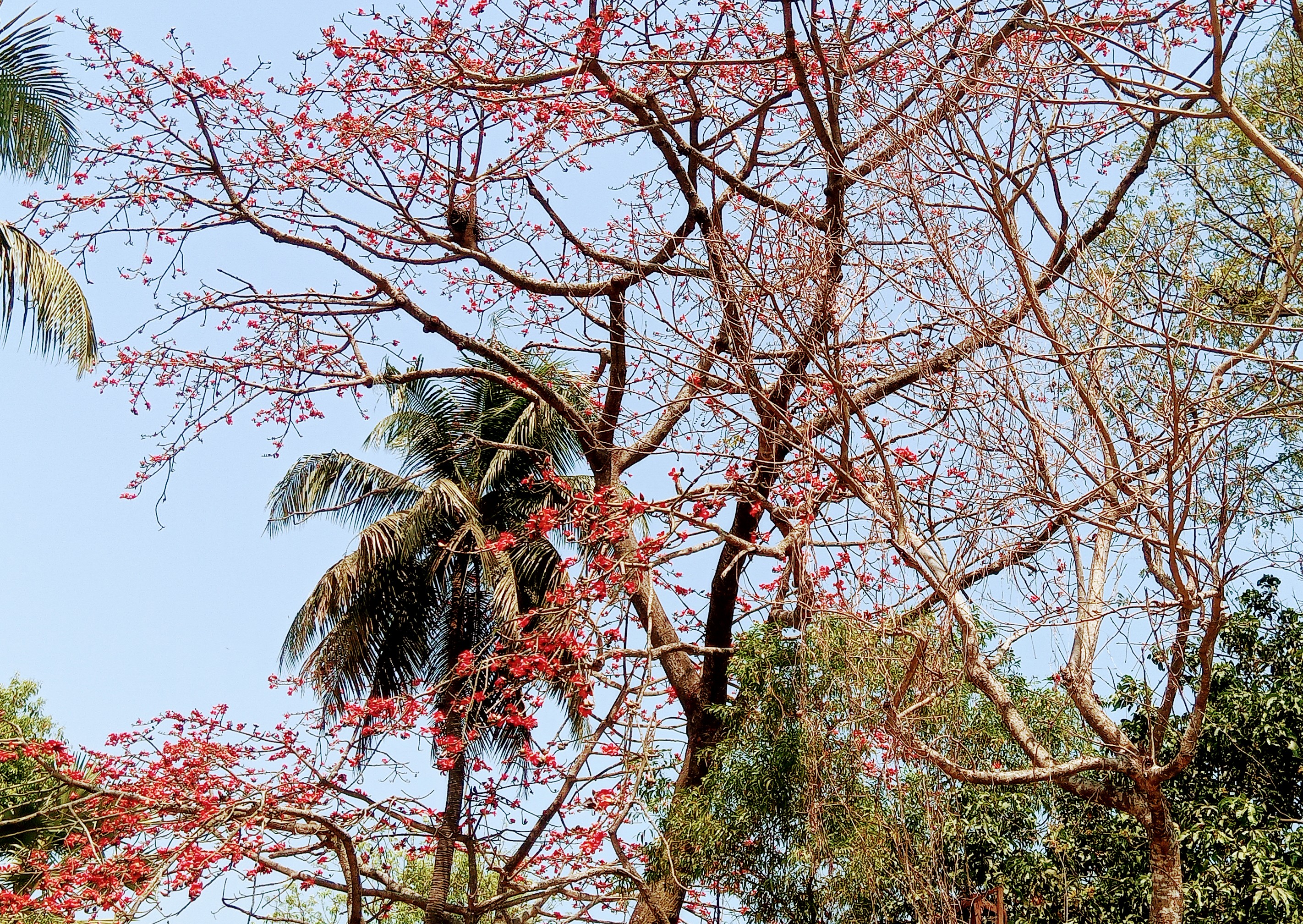 সরাইলে লাল রঙের  আকাশে শিমুল গাছের ফুল