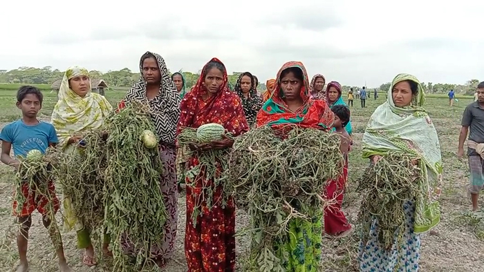 কলাপাড়ায় রাতের আধাঁরে তরমুজ গাছে সাথে শত্রুতা !