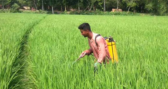 দিগন্ত জোড়া সবুজে ঘেরা হাকিমপুরের বিস্তীর্ণ ফসলের মাঠ