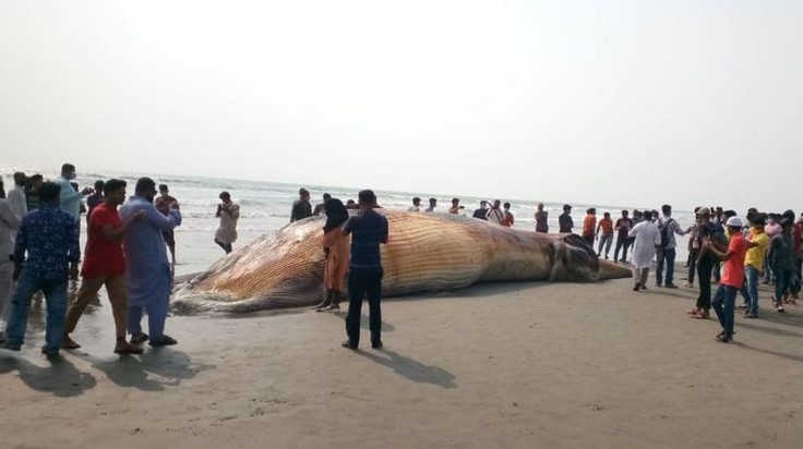 কক্সবাজার সৈকতে মৃত তিমি