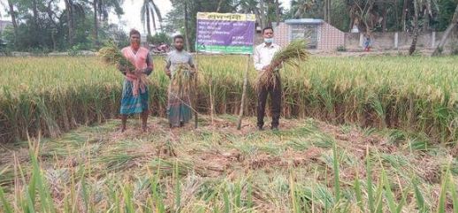 আশাশুনিতে প্রদর্শনী ক্ষেতে নমুনা ফসল কর্তন