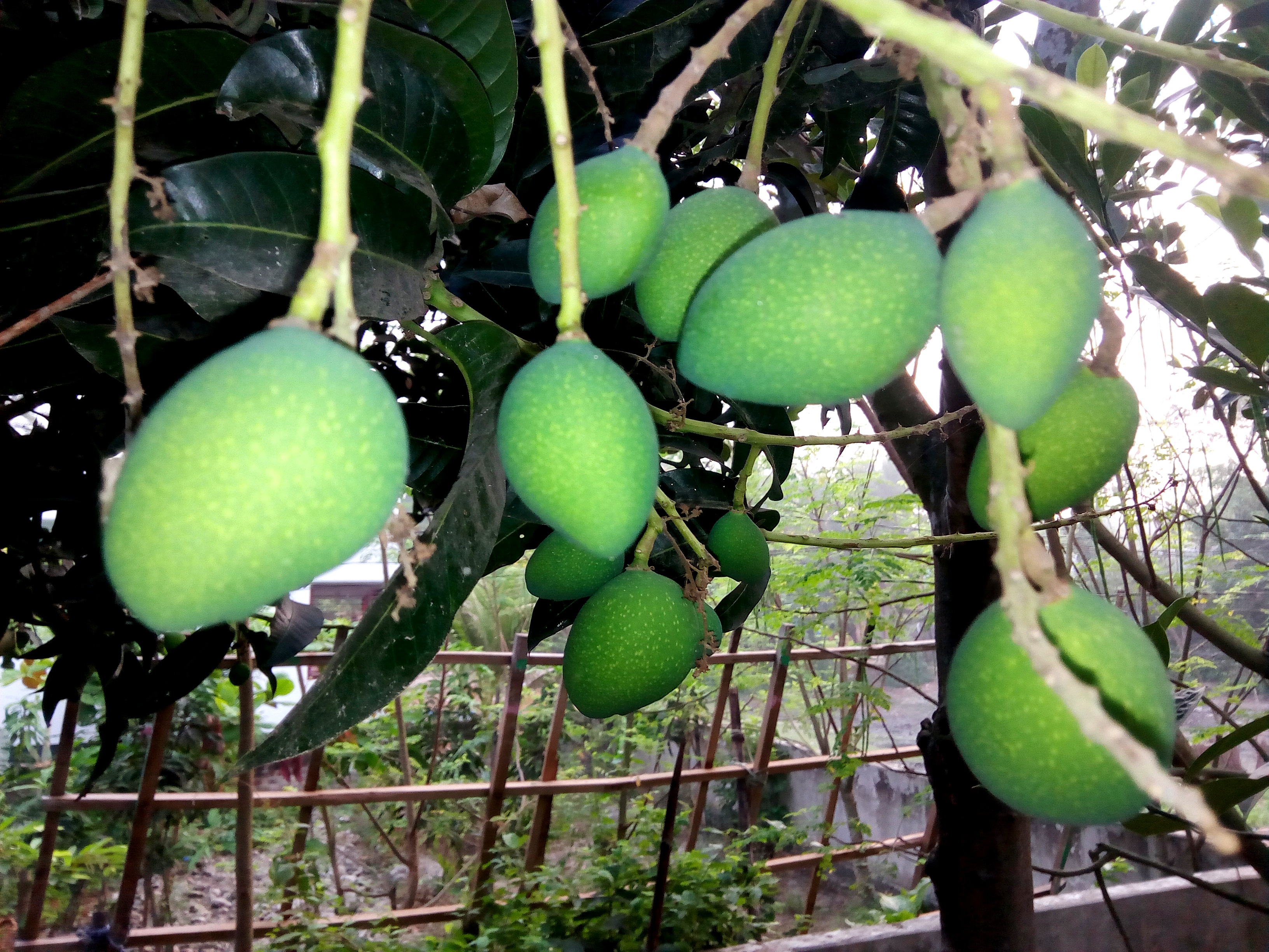 আত্রাইয়ে থোকায় থোকায় ঝুলছে কাঁচা আম