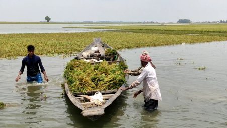 নাসিরনগরের ২০০ হেক্টর জমি পানির নিচে, ঋণ শোধ নিয়ে দুশ্চিন্তায় কৃষকরা