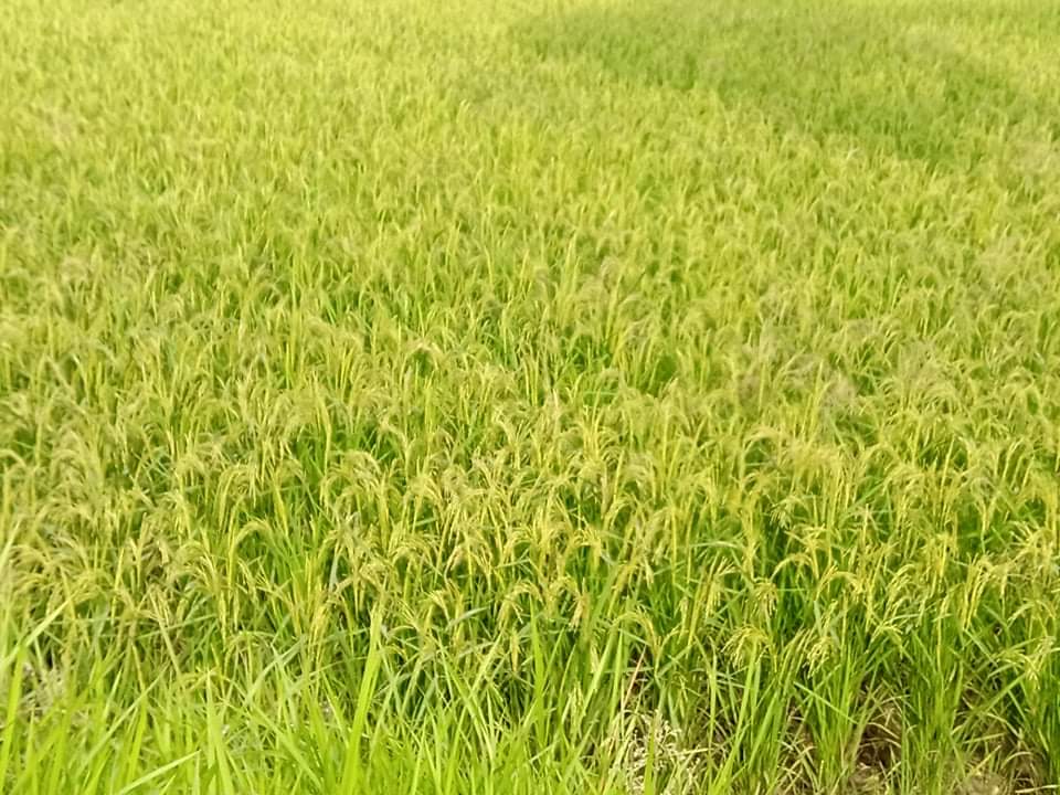 চাঁদপুরে কৃষকদের মুখে হাসি, অন্যদিকে শংকা