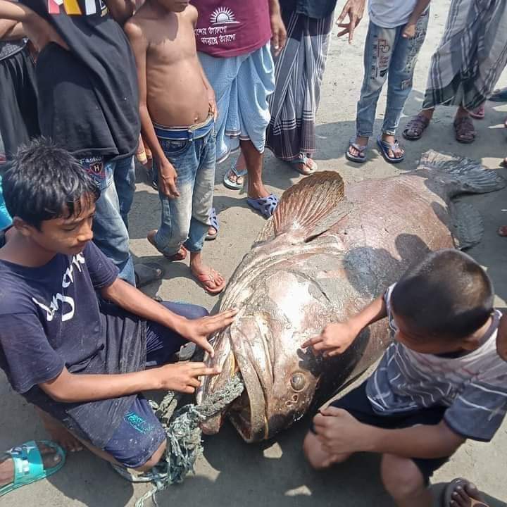 সেন্টমার্টিন দ্বীপে ধরা পড়েছে দেড়'শ কেজি ওজনের বোল মাছ