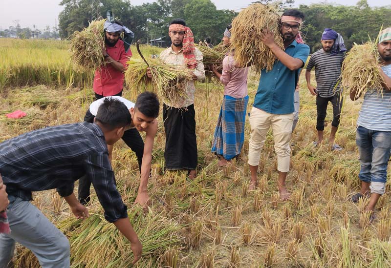 ধান কেটে ঘরে তুলে দিলো ছাত্রলীগ, কৃষকের মুখে হাসি