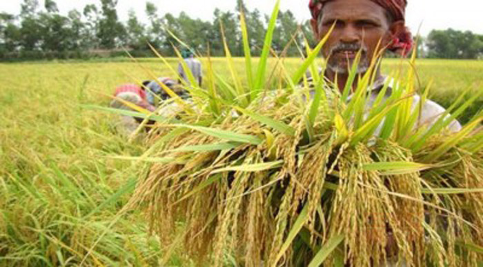 ২৭ টাকা কেজি দরে ধান কিনবে সরকার, চাল ৪০ টাকা