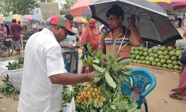 মেহেরপুরের বাজারে চড়া দামে বিক্রি হচ্ছে অপরিপক্ক লিচু