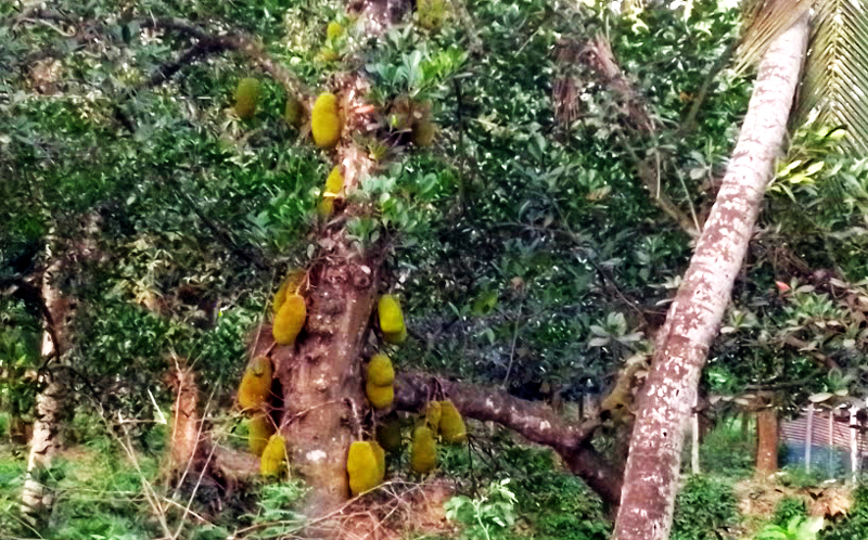 আশাশুনিতে গাছে গাছে ঝুলছে কাঁঠাল, নেই পরামর্শ ও পরিচর্চা