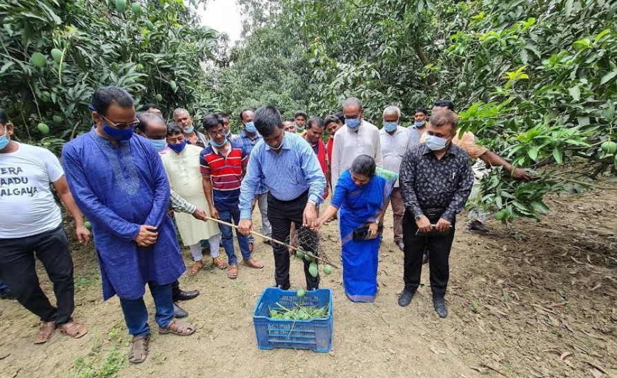 নাটোরে আম আহরণের উদ্বোধন