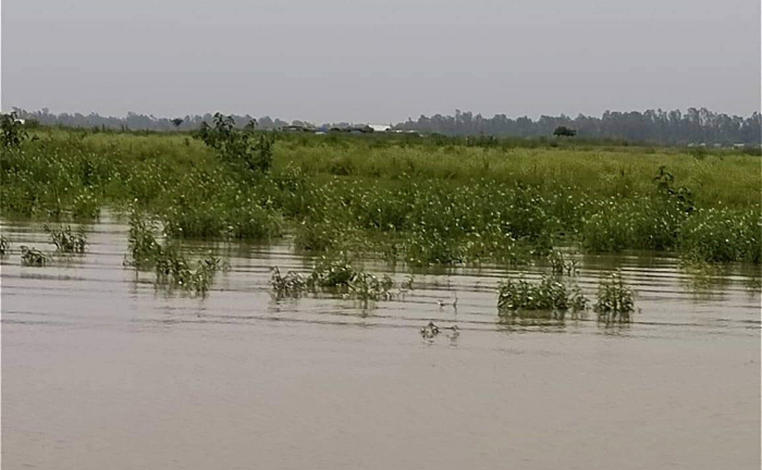 যমুনায় বাড়ছে পানি, তলিয়ে যাচ্ছে নিম্নাঞ্চলের ফসলি জমি