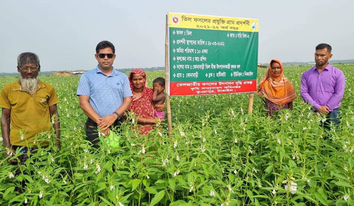 যমুনা চরে তিল চাষে বাম্পার ফলনের সম্ভবনা