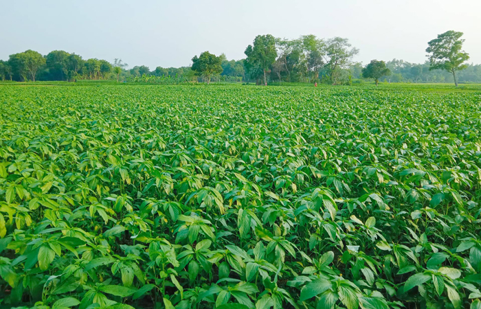 পাটের সবুজ সমোরোহে হতাশাভুক্ত কৃষক