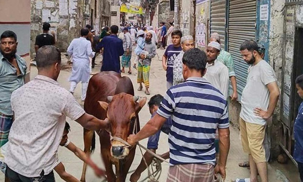 ঈদের দিন গরুর লাথি খেয়ে যুবকের মৃত্যু