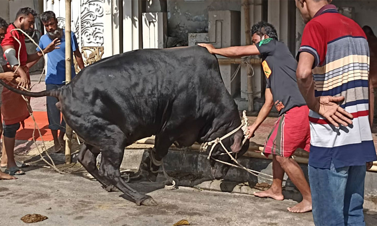 মহল্লায় মহল্লায় চলছে পশু কোরবানি