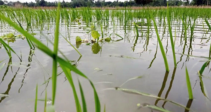 সিরাজগঞ্জে পানির নিচে ৬ হাজার ৯২ হেক্টর জমির ফসল