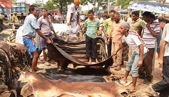 ঢাকায় প্রতি বর্গফুট চামড়ার সর্বোচ্চ দাম ৫৫ টাকা, বাইরে ৪৮