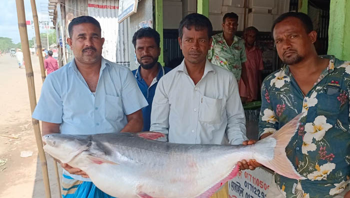 পদ্মার এক পাঙ্গাশ সাড়ে ২৯ হাজারে বিক্রি