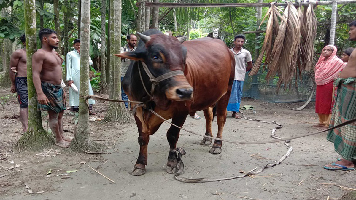 পিরোজপুরে রোজিনার স্বপ্ন লাল বাদশা