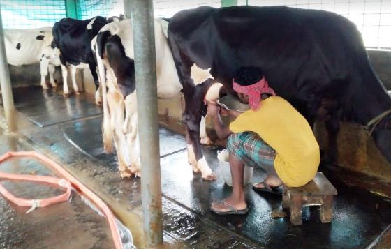 লকডাউনে দুধ নিয়ে বিপাকে খামারীরা