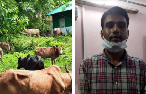 নাইক্ষ্যংছড়িতে চোরাই পথে আসা ১৩ গরু উদ্ধার, গ্রেফতার ১