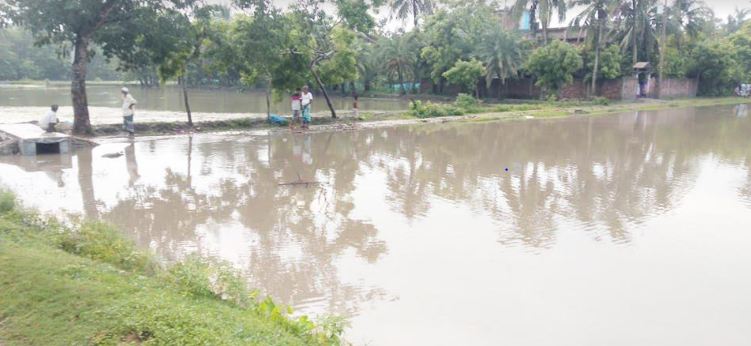 টানা বর্ষণে আশাশুনির আমন ধানের বীজতলা প্লাবিত