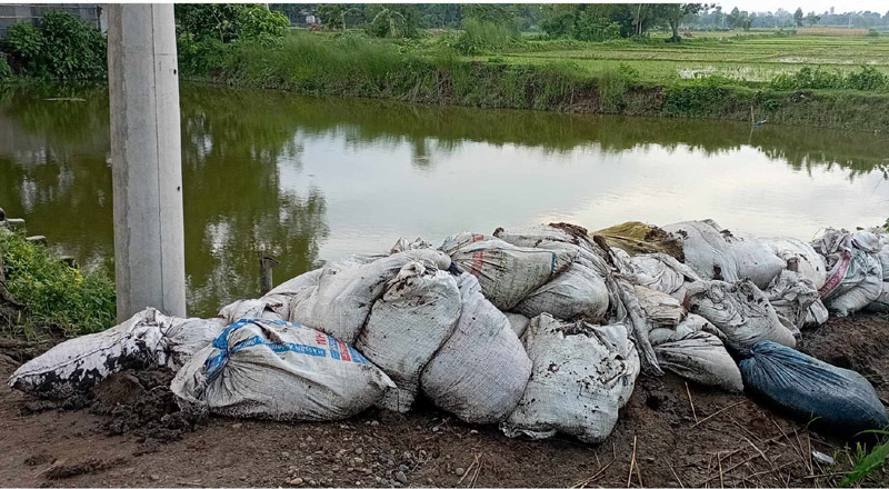 রাণীশংকৈলে মুরগির বিষ্ঠা দিয়ে মাছ চাষ; হুমকির মুখে জনস্বাস্থ্য