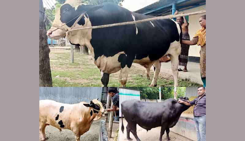 হাট মাতাতে আসছে কালা-ধলা পাহাড় ও রাজকুমার