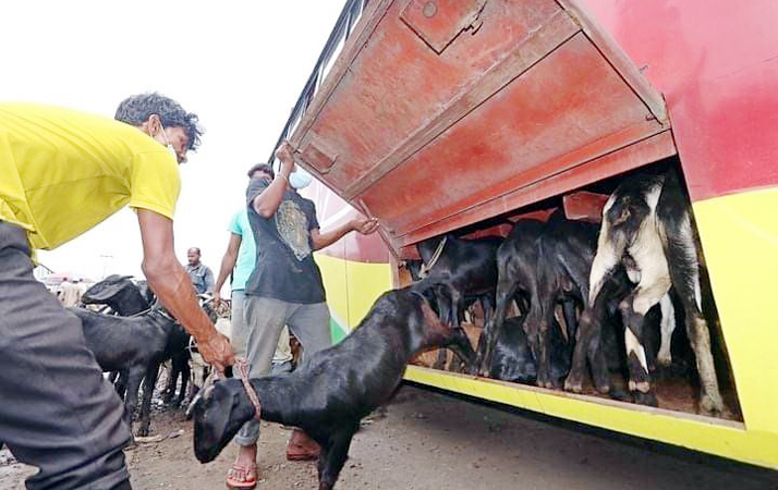 ১৪ ঘন্টা বাসের লকারে ৪৬ ছাগল ! উদ্ধার করলো পুলিশ