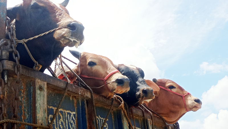 গরু বিক্রি না হওয়ায় হতাশ ব্যবসায়ী ও খামারিরা