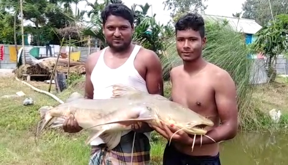 জালে ধরা পড়ল ২৮ কেজি ওজনের বাঘাইড় মাছ